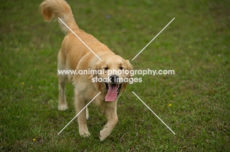 happy golden retriever with tongue out