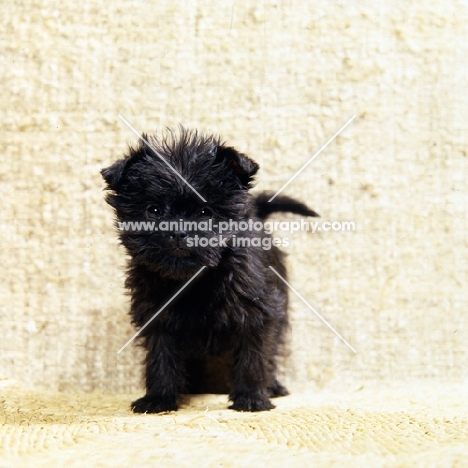 scapafield schwarz bandit, affenpinscher puppy