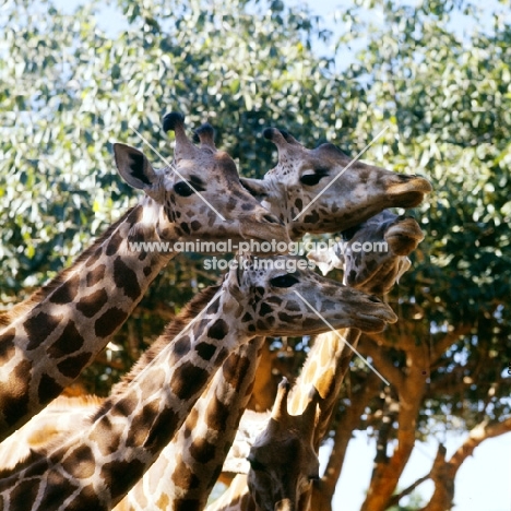 four reticulated giraffes in khartoum zoo, sudan