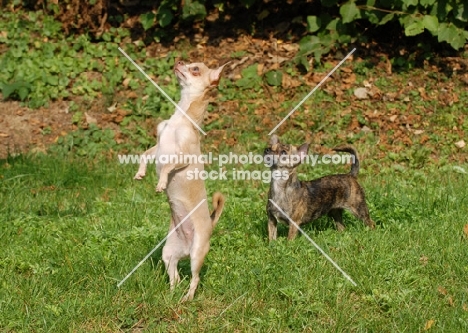 two Smooth Chihuahua's on grass