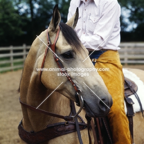 close up of quarter horse bridle