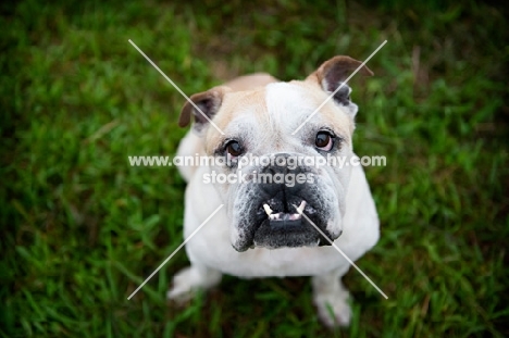 english bulldog looking up