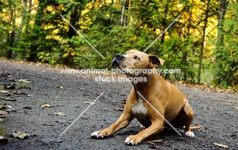 American Pit Bull Terrier lying down on forest path