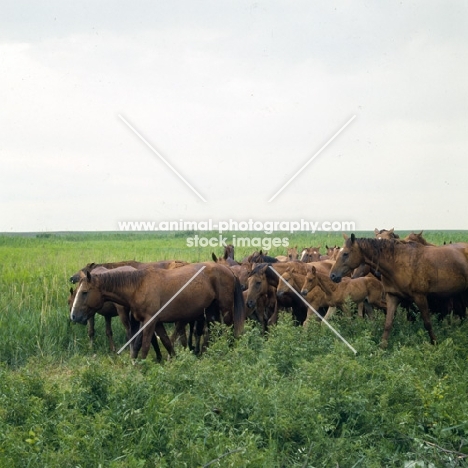 herd of Don mares with foals on Russian Steppes