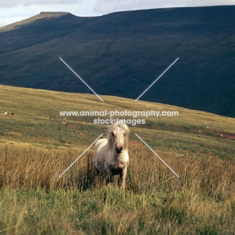 welsh mountain pony on the brecon beacons
