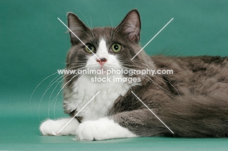 male Norwegian Forest cat, looking up, blue & white