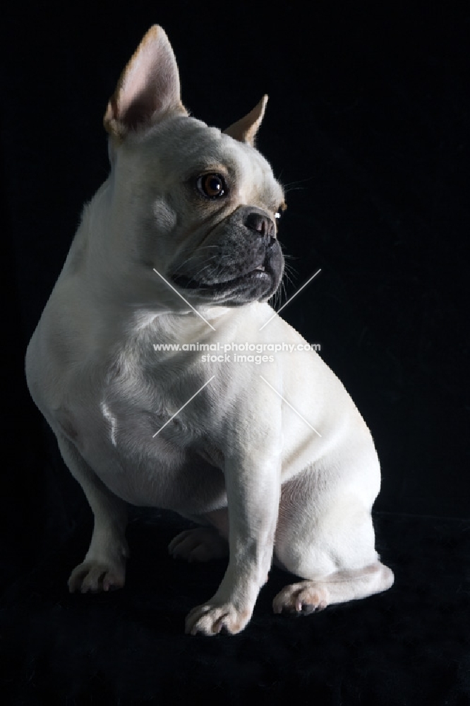 french bulldog sitting