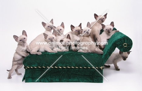 litter of siamese kittens