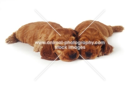 two sleeping Cocker Spaniel puppies