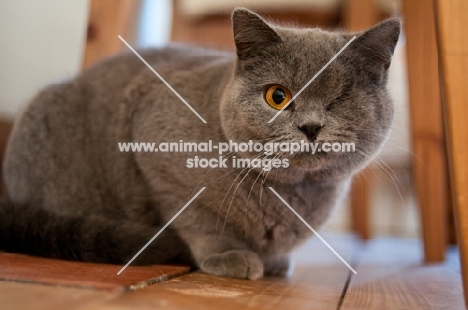 blue British Shorthair cat