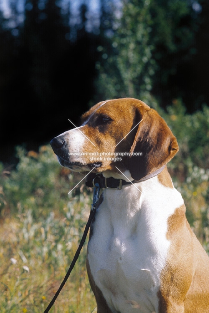 Hygenhund, Norwegian Hound in Norwegian Forest