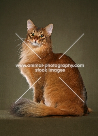 majestic Somali cat