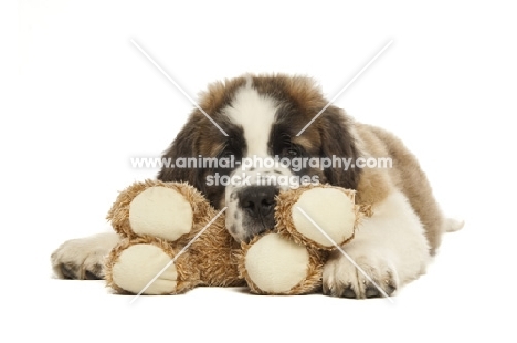 Saint Bernard pup resting on cuddly toy