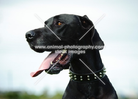 black Great Dane, portrait