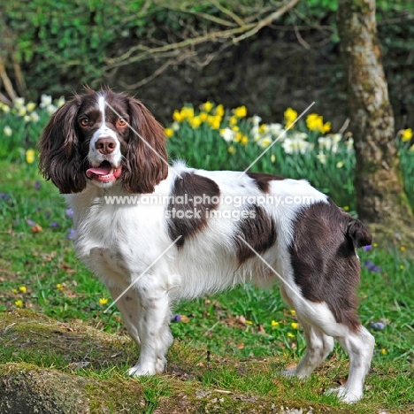 liver and white spaniel, daffodils