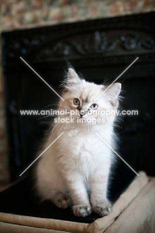 8 week old Ragdoll cat