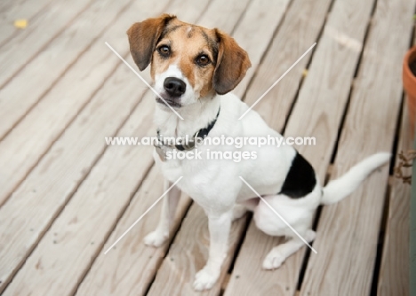 Beagle Mix sitting on deck, looking up at camera.