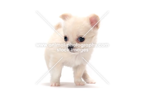 cute young smooth coated Chihuahua puppy