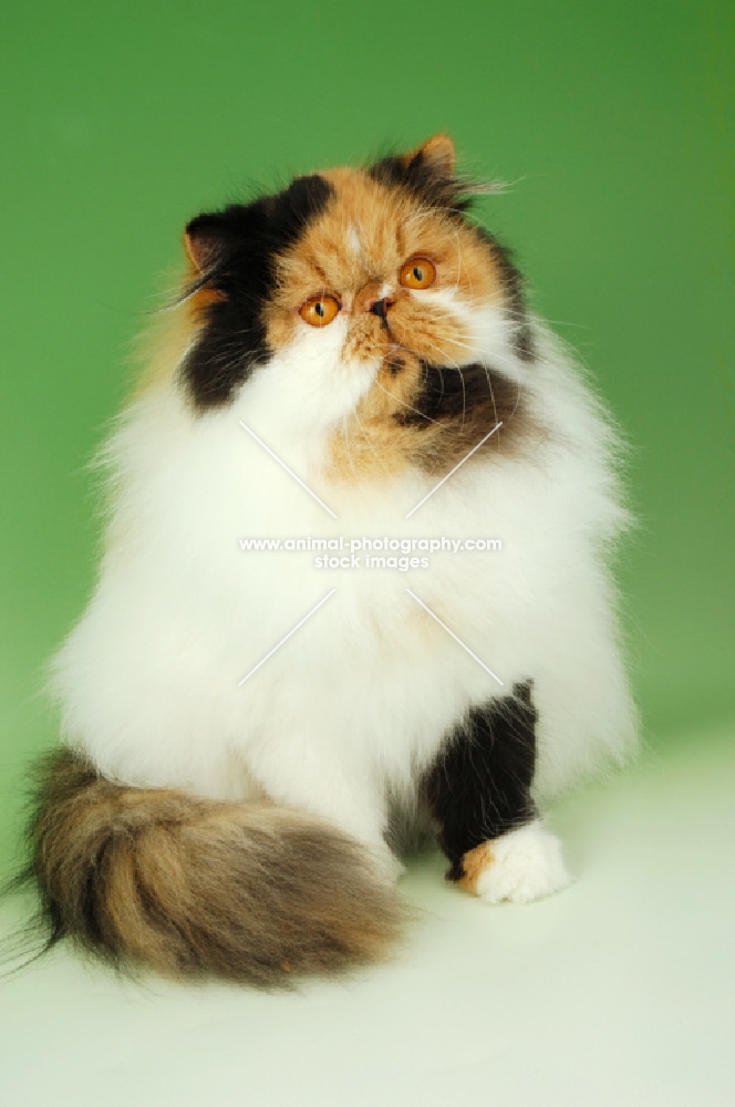 tortie and white persian cat, sitting down