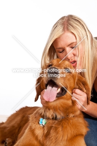 Golden Retriever in studio