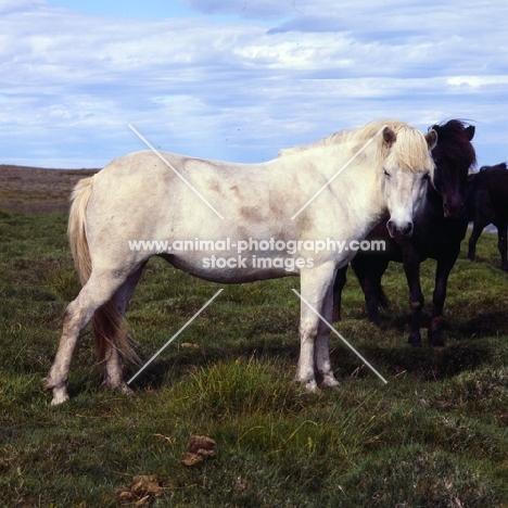 Iceland Horses at Sauderkrokur