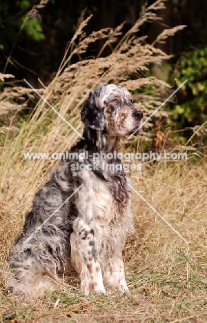 English Setter