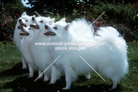 japanese spitz, side view of four happy dogs