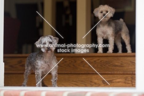 two Yorkipoos (Yorkshire Terrier / Poodle Hybrid Dog) also known as Yorkiedoodle
