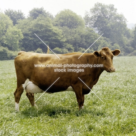 guernsey cow standing in a field, side view