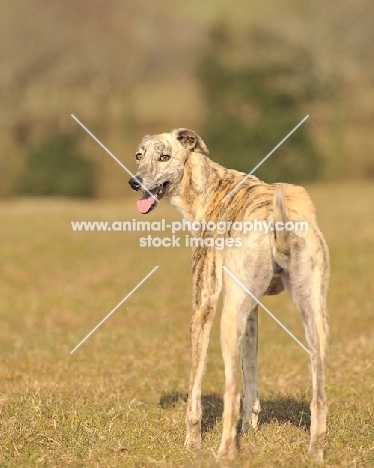 beautiful Lurcher dog standing in sunlight and looking towards camera
