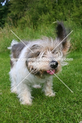 Petit Basset Griffon Vendeen, shaking