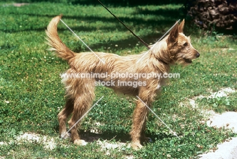 janela de veiros, portugese podengo, wire haired, medio, 