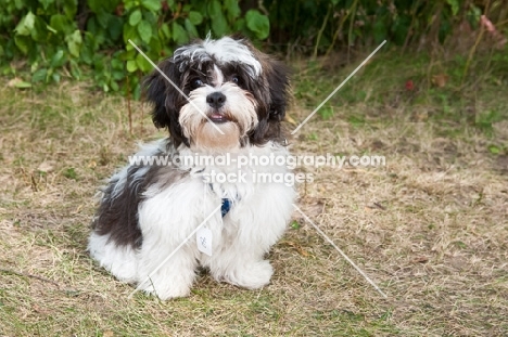 sitting Shih Tzu dog with greenery background