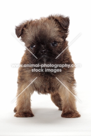 Griffon Bruxellois puppy in studio