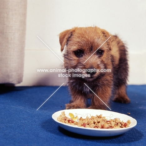 norfolk terrier puppy in front of dish of food