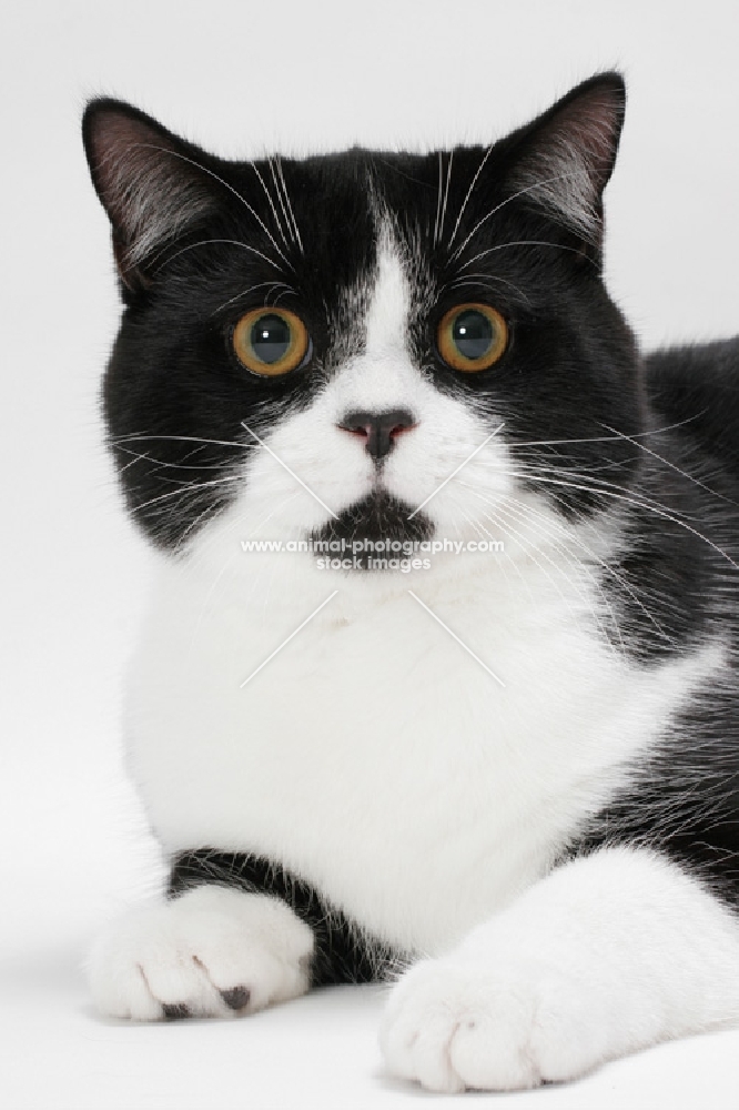 British Shorthair lying down