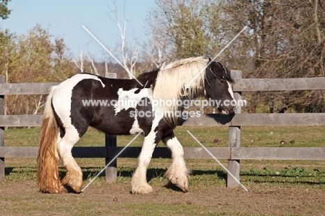 Gypsy Vanner walking near fence