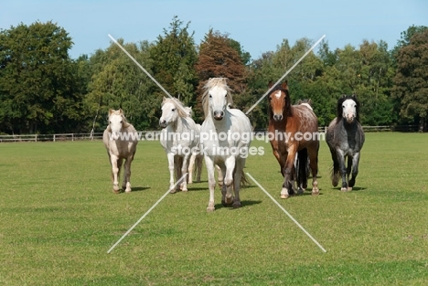 Herd of welsh mountain ponies in a green field