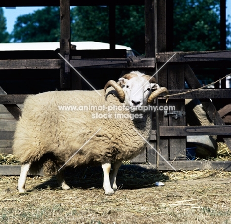 welsh mountain sheep looking at camera