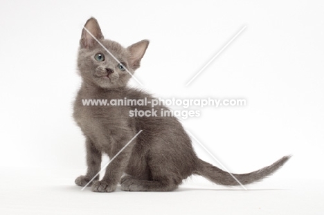 Russian Blue kitten sitting on white background