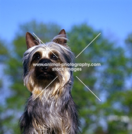 p-nuts in the chips , silky terrier looking alert