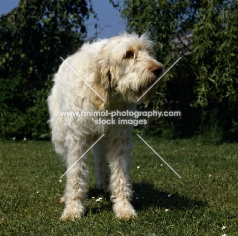 low angle shot of odivane francesca of nantiderri, italian spinone on grass