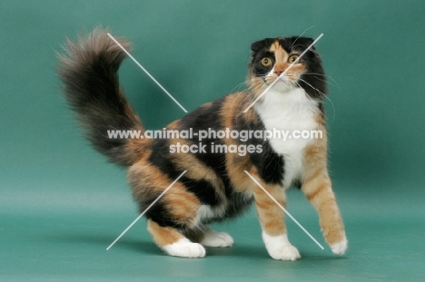 Tortoiseshell & White Scottish Fold, side view, jumping up