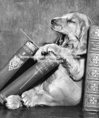 tired Cocker Spaniel puppy with books