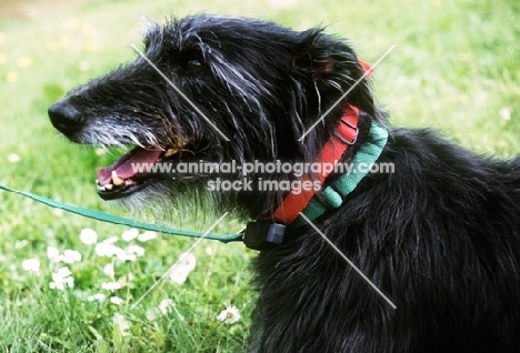 lurcher with freedom fencing collar
