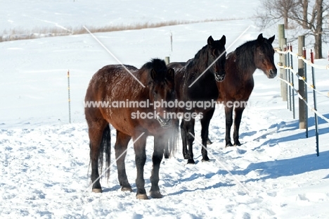 three Morgan horses in snowy pasture with steam coming out of their noses