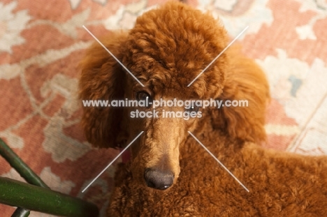 red standard Poodle