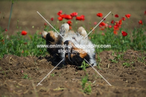 black tri color australian shepherd rolling un a field, red flowers in the background