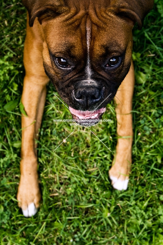 boxer lying in grass looking up