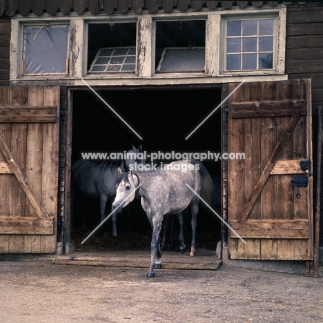 German Arab mares leaving their ancient stable at marbach stud